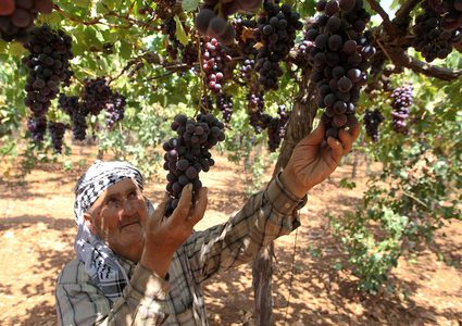 مزارع فلسطيني يجمع العنب في موسم الحصاد في الخليل