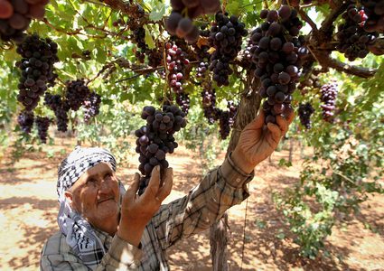 مزارع فلسطيني يجمع العنب خلال موسم الحصاد في كرم في مدينة الخليل بالضفة الغربية