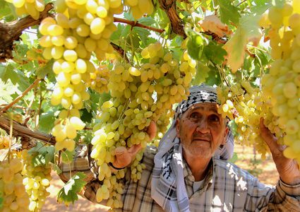 مزارع فلسطيني يجمع العنب في موسم الحصاد في الخليل