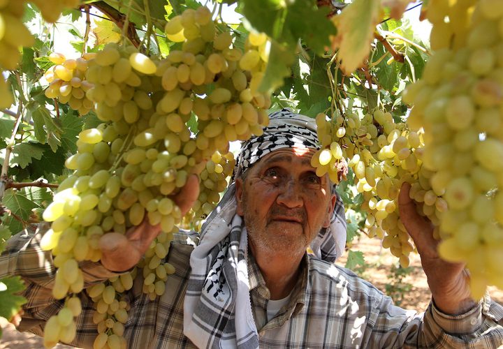 مزارع فلسطيني يجمع العنب خلال موسم الحصاد في كرم في مدينة الخليل بالضفة الغربية