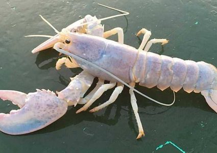 أميركي ينجح بإصطياد سرطان "الشبح" النادر