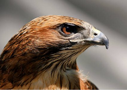 اكتشاف سر قدرة الصقور على الصيد!