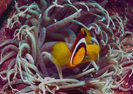 دراسة: شقائق النعمان البحرية قد تكافح الزهايمر