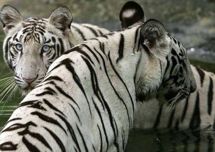 أقفاص للبشر في حديقة الحيوانات