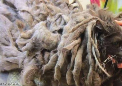 قط متنكر في هيئة "بوب مارلي"