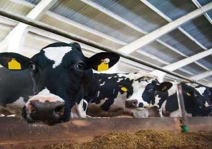 تغذية الأبقار بالأعشاب البحرية للحد من الاحتباس