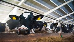 تغذية الأبقار بالأعشاب البحرية للحد من الاحتباس