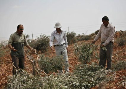 106 اعتداءات لقطعان المستوطنين منذ بداية العام