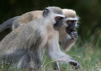 دراسة: إناث القردة لا يثقن في الذكور!