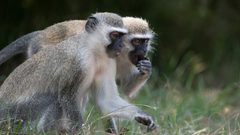 دراسة: إناث القردة لا يثقن في الذكور!