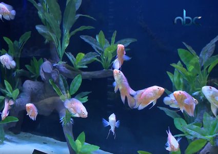 تعرف على أول متحف مائي في فلسطين