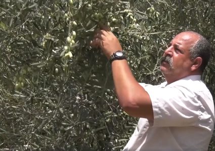التحضيرات لموسم الزيتون على قدم وساق في قطاع غزة