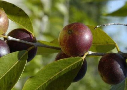 فاكهة مثالية لحرق الدهون وتخفيض الوزن!