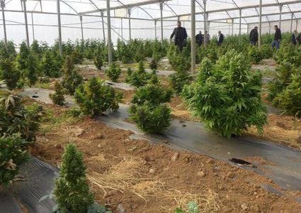 ضبط مشتل ضخم للمخدرات شرق القدس