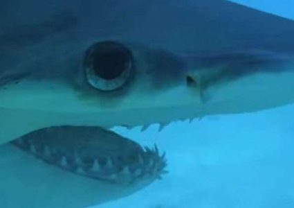 "الفك المفترس".. أول قرش نباتي في العالم!