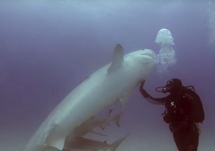 غوّاص يفقد قرشا عملاقا وعيه بلمسة واحدة! (فيديو)