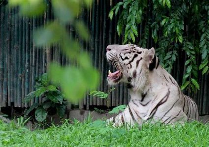 كلب ينتصر على نمر مفترس! (فيديو)