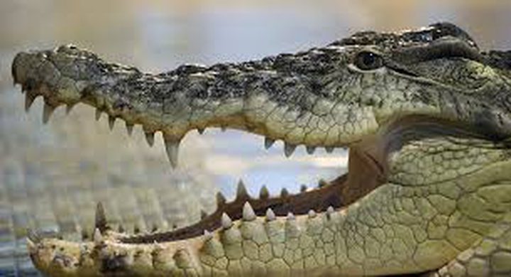 تمساح يلتهم امرأة مع طفلها الرضيع