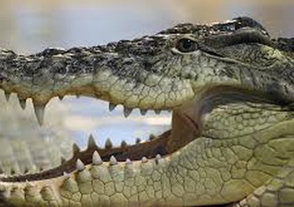 تمساح يلتهم امرأة مع طفلها الرضيع