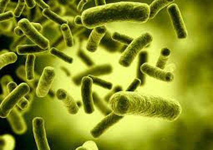 دراسة تكشف آثارا سلبية للبكتيريا المفيدة