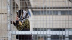 الأسيرات يتعرضن للإهانة والتنكيل في سجون الاحتلال