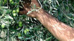 موسم الزيتون هذا العام .. هل يخالف التوقعات؟