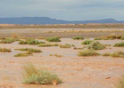 الصحاري ستتحول إلى خضراء بفضل التقنية