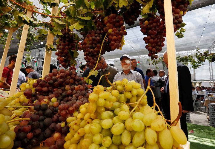 الفلسطينيون يعرضون العنب خلال مهرجان العنب الفلسطيني في قرية حلحول ، بالقرب من مدينة الخليل في الضفة الغربية