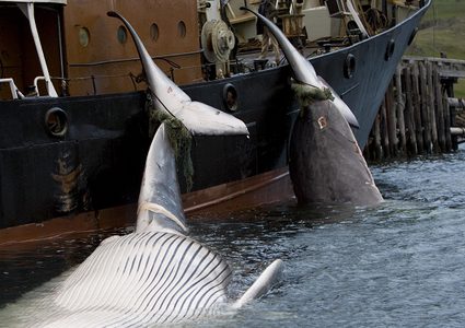 اليابان تدفع باتجاه تشريع دولي يجيز صيد الحيتان