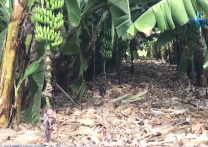 معلومات غريبة عن الموز