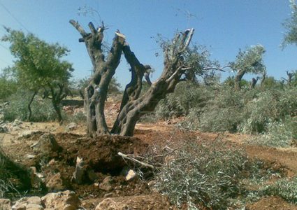 مستوطنون يقتلعون أشجار زيتون في منطقة الحمرا