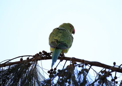 ببغاء يرتكز على شجرة في حديقة المكتبة البلدية في مدينة نابلس بالضفة الغربية