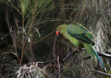 ببغاء في الحديقة الوطنية بنابلس