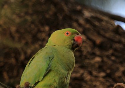 ببغاء يرتكز على شجرة في حديقة المكتبة البلدية في مدينة نابلس بالضفة الغربية