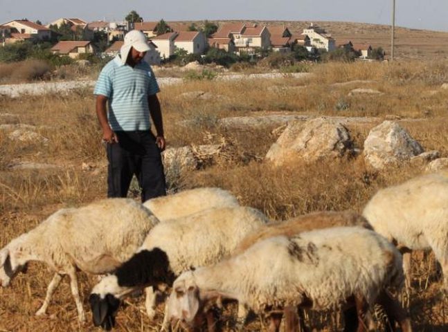 مستوطنون يطاردون رعاة الأغنام في الأغوار الشمالية