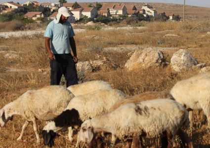مستوطنون يطاردون رعاة الأغنام في الأغوار الشمالية