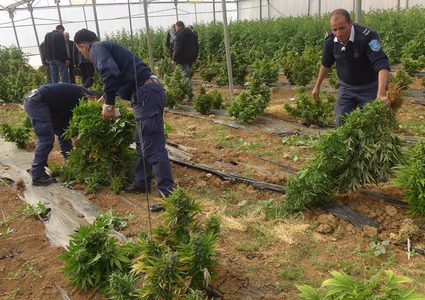 الشرطة تقبض على المشتبه بامتلاكه مشتلا للمخدرات