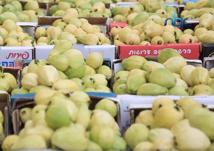 جوافة قلقيلية المدللة تواجه مجموعة من التحديات