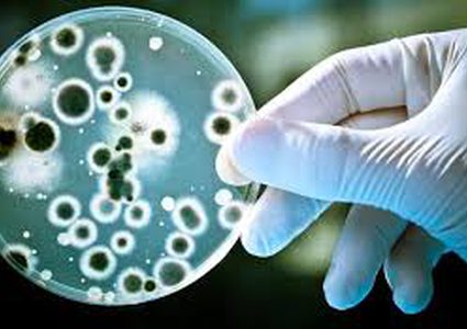 اكتشاف نوع غير معروف من البكتيريا!