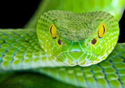 نورث كارولاينا تنتظر "الأفاعي القاتلة" بعد الإعصار