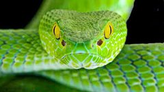 نورث كارولاينا تنتظر "الأفاعي القاتلة" بعد الإعصار