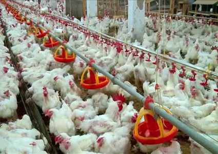 مربو الدواجن يتعرضون لكارثة غير مسبوقة في غزة