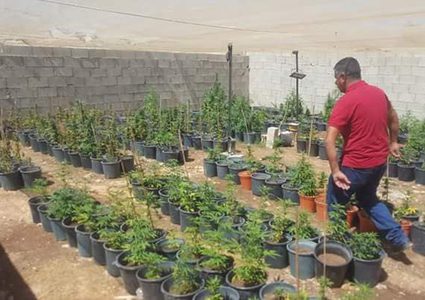 الوقائي يضبط مشتلا لزراعة المخدرات في يطا