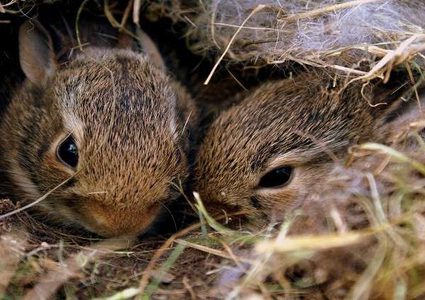 ظاهرة حيرت العلماء.. سناجب تعيش في جثة رجل!