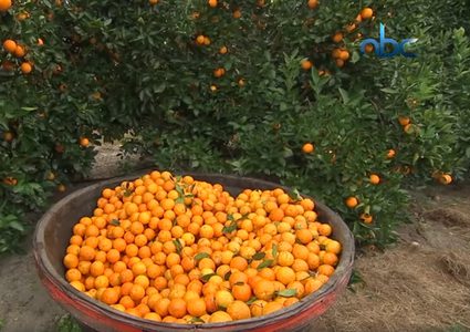 البرتقال مفيد للوقاية من تدهور شبكية العين