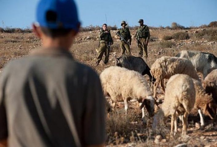 مستوطنون يطاردون الرعاة في خلة "حمد"