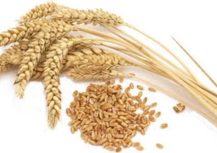 ماذا تعرف عن حساسية القمح؟