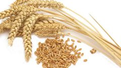 ماذا تعرف عن حساسية القمح؟