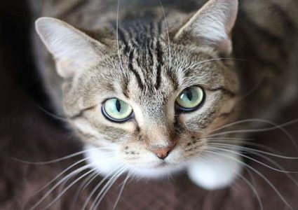 قط يفاجئ صاحبته ويعثر على كمية كبيرة من المخدرات!