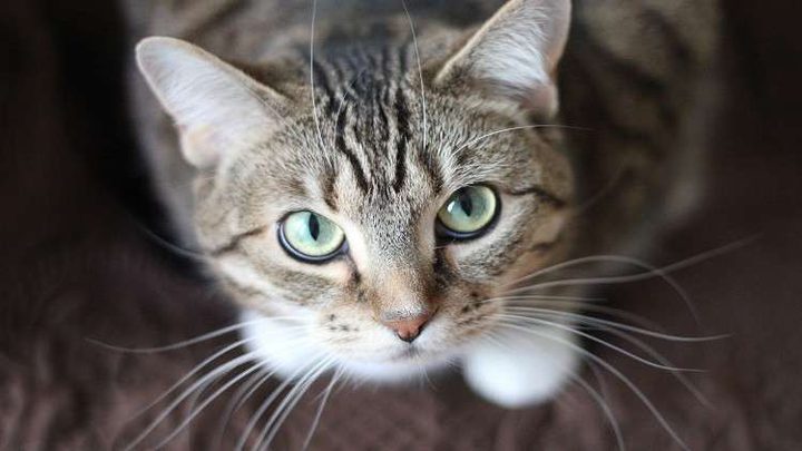 قط يفاجئ صاحبته ويعثر على كمية كبيرة من المخدرات!